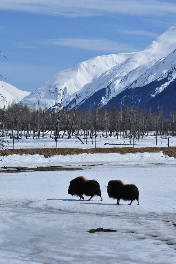 Seward Highway  - Display Image