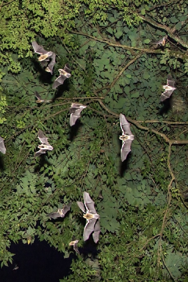 Sauta Cave National Wildlife Refuge  - Display Image