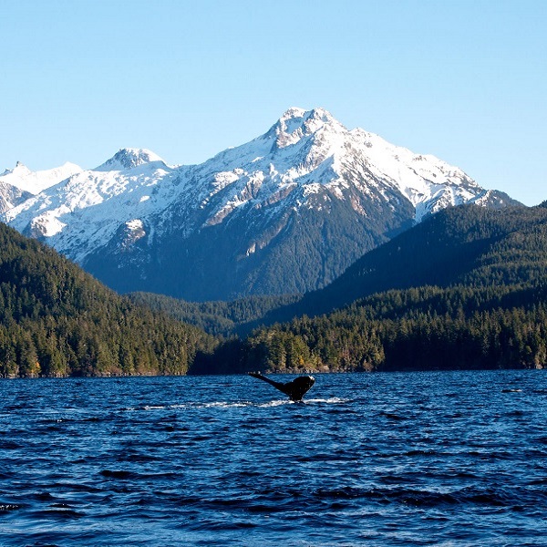 Sitka features an abundance of wildlife, including humpback whales. 