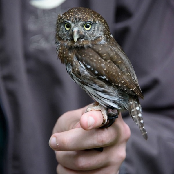 The Center offers a variety of raptors found in Alaska, including a Pygmy Owl.