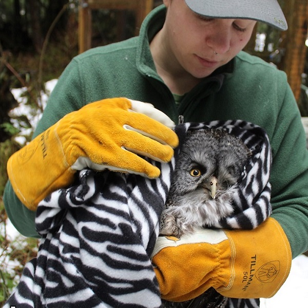 Tender, loving care is taken to nurse rescued raptors back to health for re-release into their own environment.