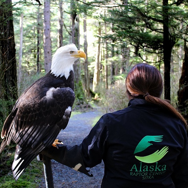 Bald eagles and other raptors are given a clean bill of health, including fitness to fly, before being released.