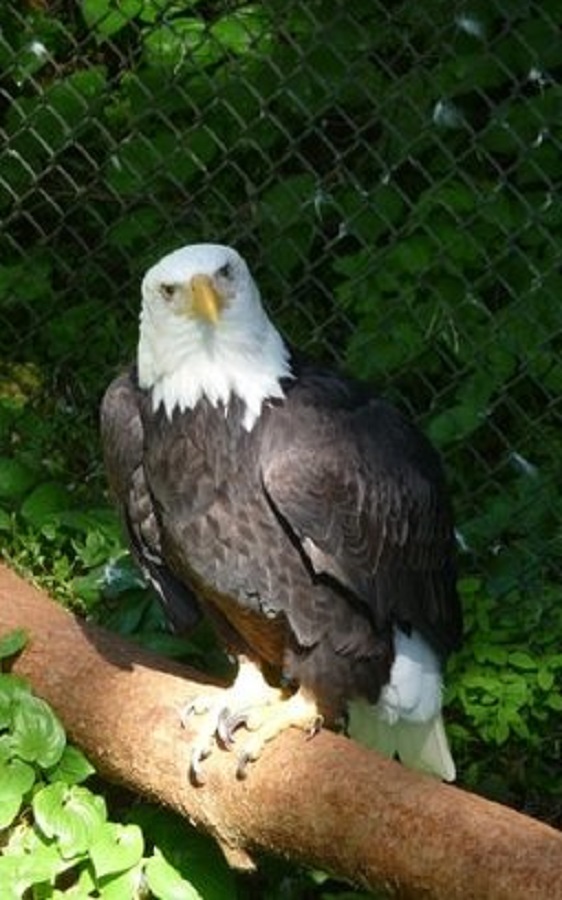 Alaska Raptor Center - Display Image