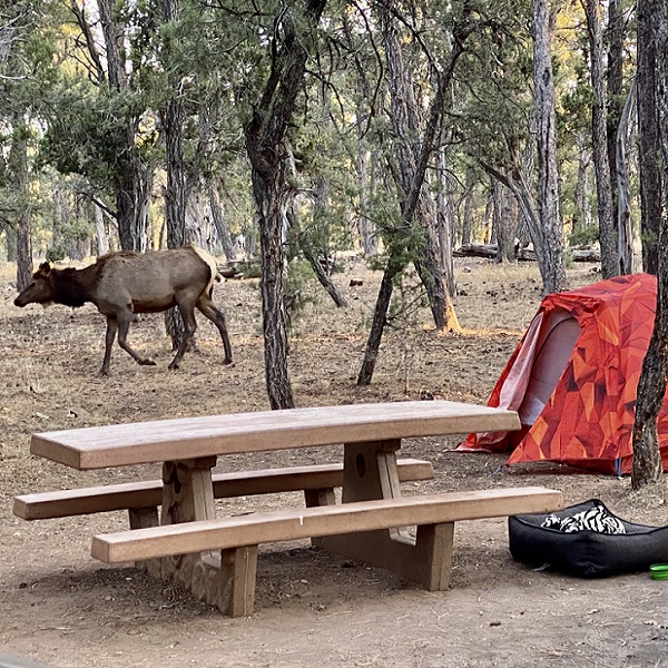 Elk wander through Mather Campground, so care should be given when setting up camps or leaving food out. 