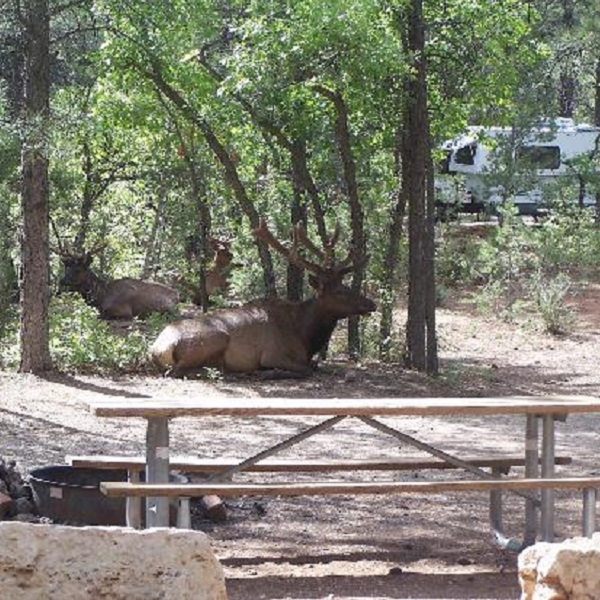 Grand Canyon Campgrounds   - Webpage Image