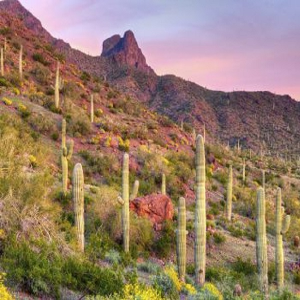 The Sonoran Desert fills with colorful wildflowers in February and early March. 