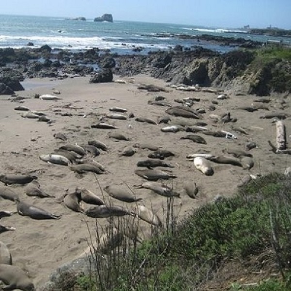 Elephant seals haul out near Moonstone Beach