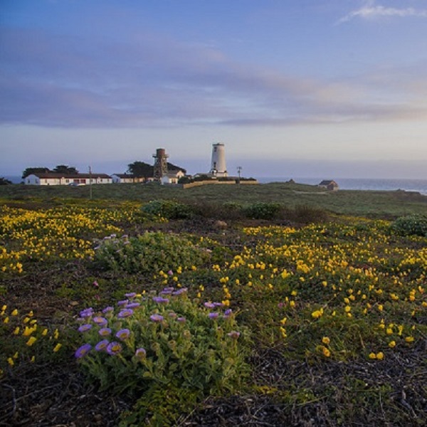 Nearby Piedras Blancas Lighthouse in Cambria