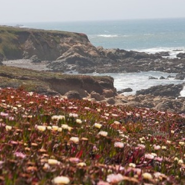 Wildflowers along the rocky central California coast.