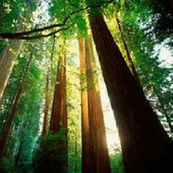 Coastal Redwoods grow over 350 feet tall, creating a unique canopy biome like nowhere else in the world.