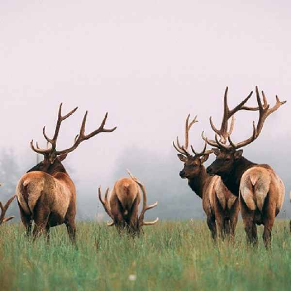 The Roosevelt Elk herds are increasing in number in Del Norte County, with at least four locations in the county where visitors can observe their herds. 