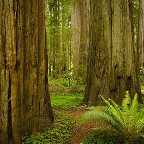 Crescent City-Del Norte Chamber of Commerce      - Webpage Image