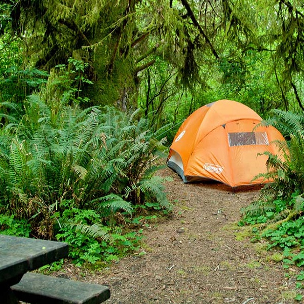 Humans feel like gnomes while camping in the redwood forest of Jedediah Smith Redwoods State Park. Trees as tall as 350 feet and as wide in diameter as a car tower above, while giant fern grow all around campers in the park. 
