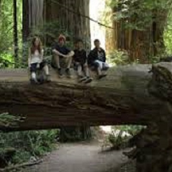 There are plenty of opportunities to compare the size of humans with these massive trees, especially on the park’s trail around its most famous tree in the Stout Grove. 