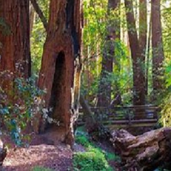 Crescent City and Del Norte County are home to Redwood National Park, home of the tallest trees in the world.