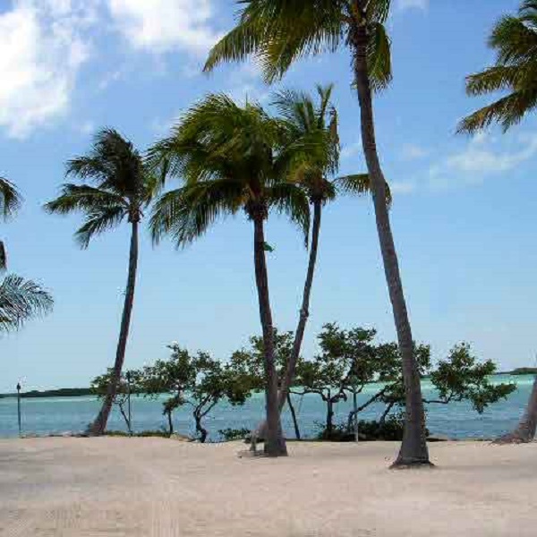 The white sand beaches covered with palm trees makes Islamorada a tropical paradise within the United States.