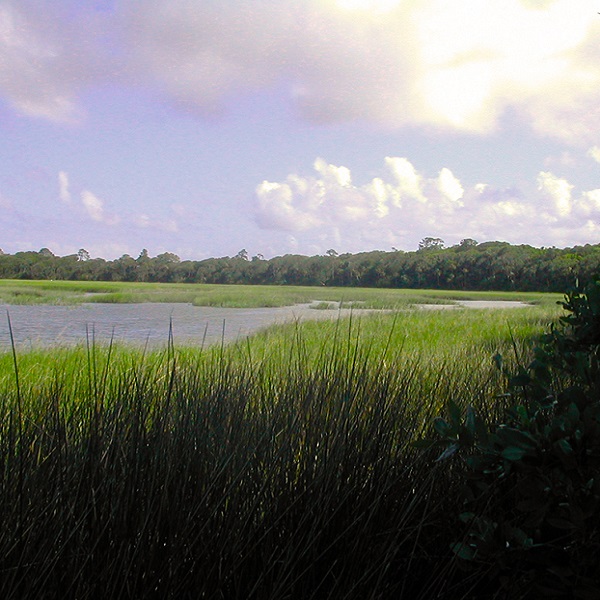 Explore the diverse island habitats, including hiking the Big Pine Trail to the marsh. 