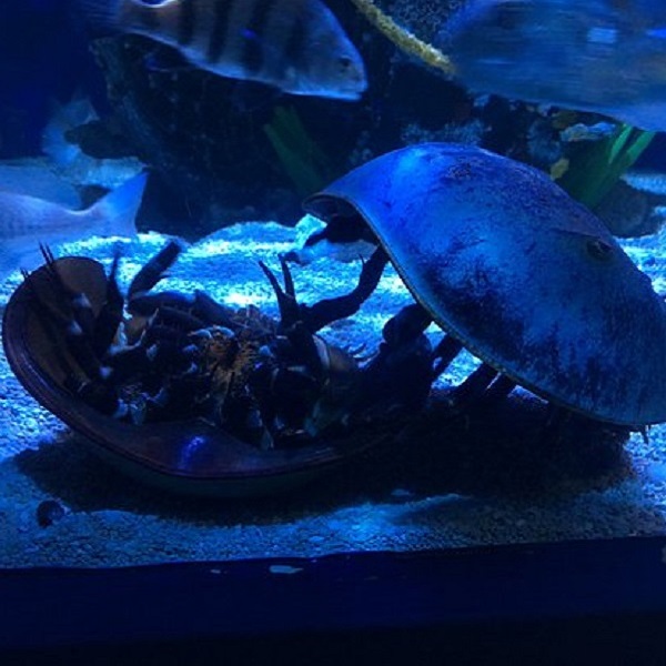 The Seaside Nature Center provides visitors with live underwater species, including a hands-on touch tank featuring horseshoe crabs and stingrays. 