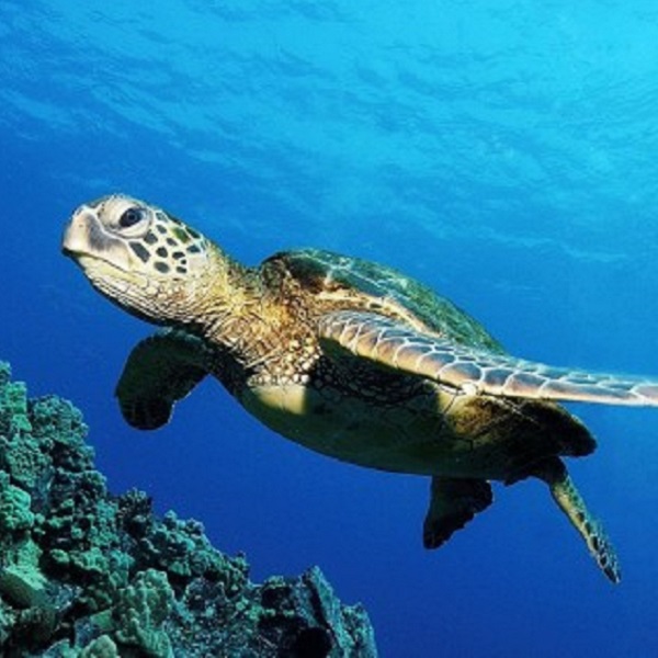 Abundant sea life can be found off the shores of Islamorada.