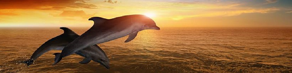 Islamorada Chamber of Commerce - Header Image