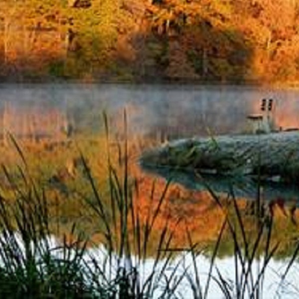 The pond in Fontana Park provides opportunities to see nature in its element.