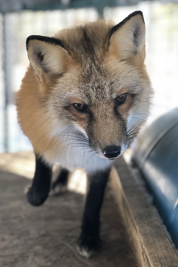 Fontana Interpretive Nature Center  - Display Image