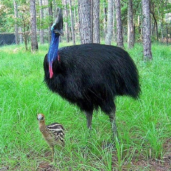 Though groups of adults are encountered, these birds tend to live separately, a pair associating only during the breeding season.