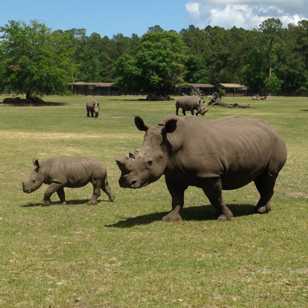 In September of 2014, White Oak received six young white rhinos (two males and four females) from South Africa where poaching threatened their safety, part of a successful captive breeding  conservation program.