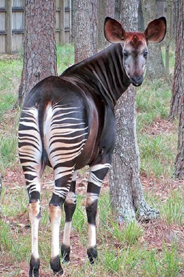 White Oak Conservation  - Display Image