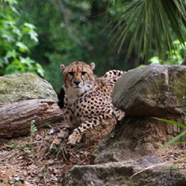 White Oak Conservation  - Webpage Image