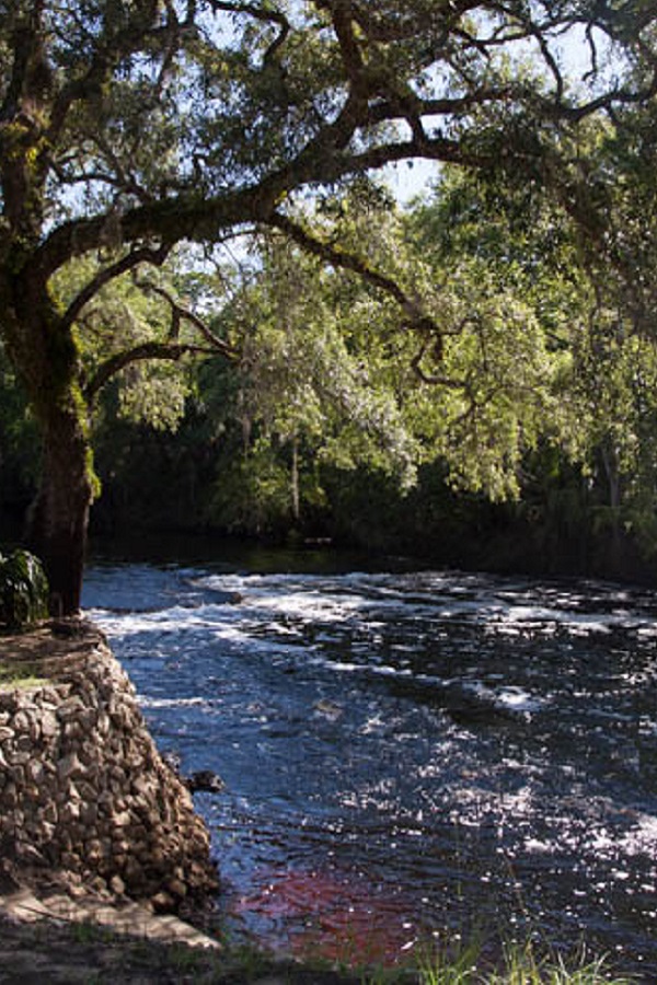 Steinhatchee Falls  - Display Image