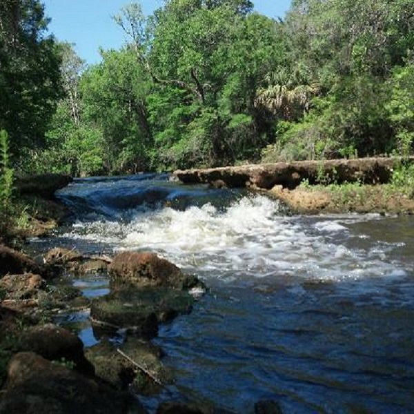 Steinhatchee Falls  - Webpage Image