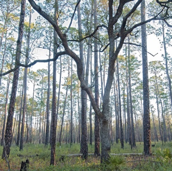 The Moody Forest features 300-year-old longleaf pines and mammoth tupelo cypress more than 600 years old, as well as other rare and endangered species of animals and plants.
