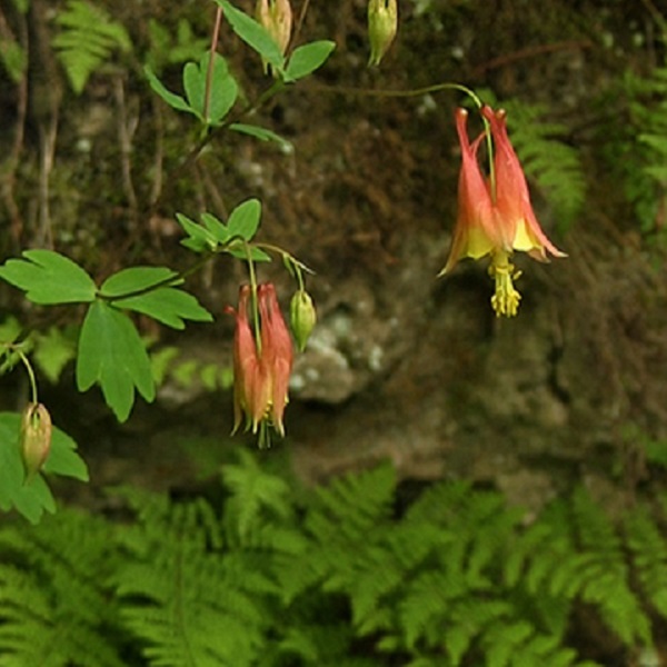 A variety of flora and fauna are found in White Pines Forest State Park, including this Columbine. 