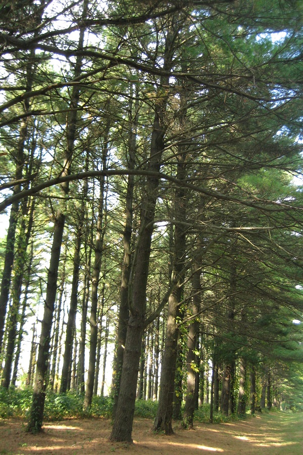 White Pines Forest State Park - Display Image
