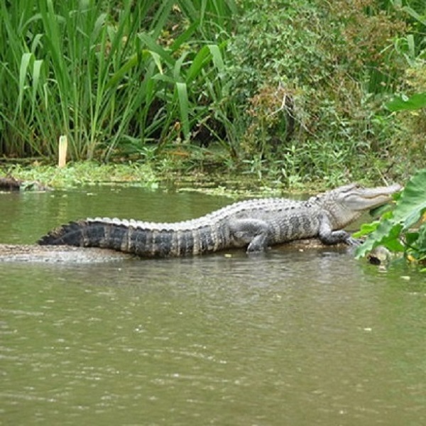 There are Honey Island Swamp tours located next to the campground.