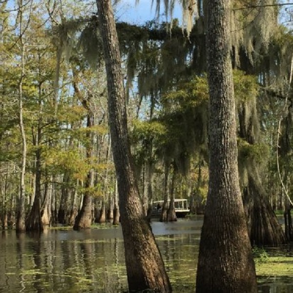 The Honey Island Swamp is a wildlife refuge that is one of the least explored swamps in America.
