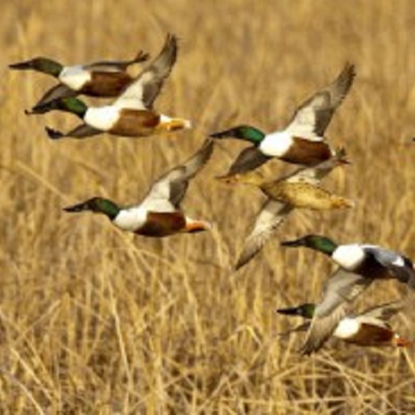 The Cheyenne Bottoms and nearby Quivira National Wildlife Refuge form a wetlands complex of global importance to migratory waterfowl and shorebirds.