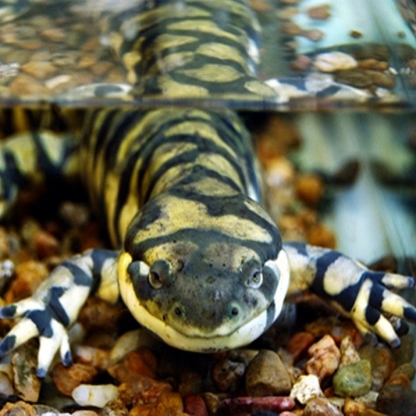 The center provides a number of live animals native to Kansas, including this Tiger Salamander.