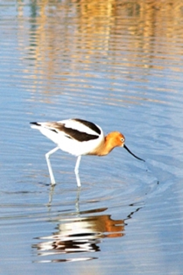 Kansas Wetlands Education Center  - Display Image