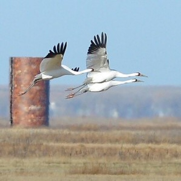 Kansas Wetlands Education Center  - Webpage Image