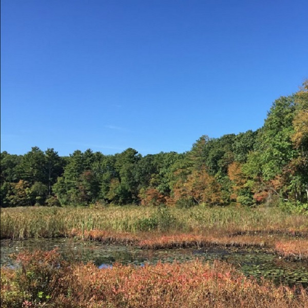 Meadows and marshes provide a safe habitat stopover for a variety of migrating birds. 
