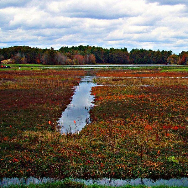 East Street Bogs  - Webpage Image
