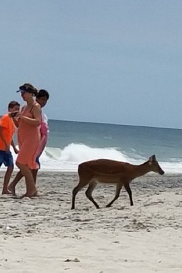 Assateague State Park Campground  - Display Image