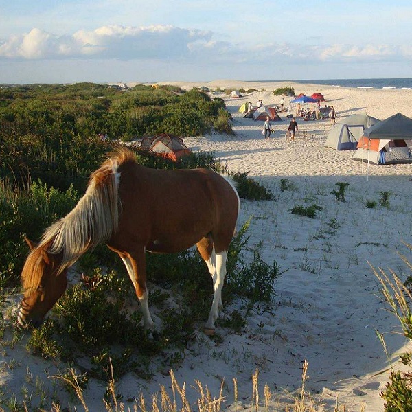 Assateague State Park Campground  - Webpage Image