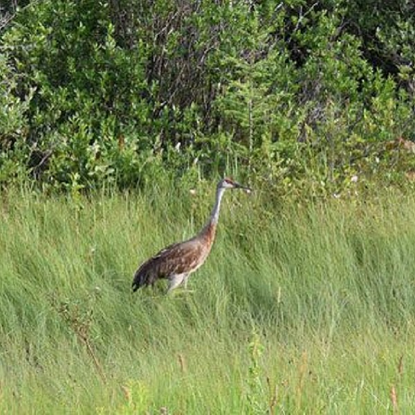 Spring migration brings Sandhill Cranes to the Whitefish Point Bird Observatory. 