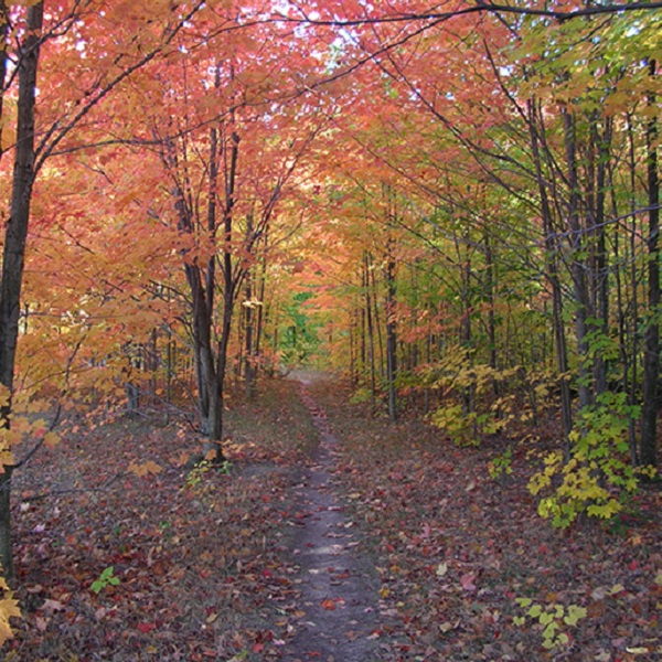The park surrounding the Environmental Discovery Center at Indian Springs Metropark offers over 2,200 acres of hiking, biking and horse trails, accessible in all seasons.