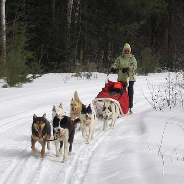 Enjoy the excitement of the dogs as they lean into their harnesses eager to hit the trail.No experience is required, as a sled dog guide will teach you everything you need to know for your mushing experience. 