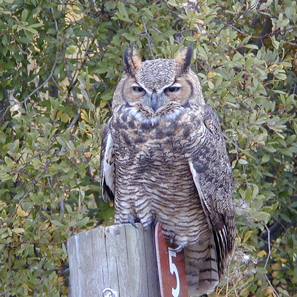 A variety of wildlife can be viewed in the state park, in both the campground and on the trails. 