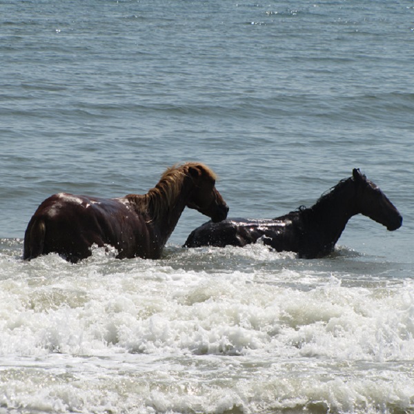 The Corolla Wild Horses have called the Outer Banks home for over 500 years, and have withstood hurricanes, flooding and human development.